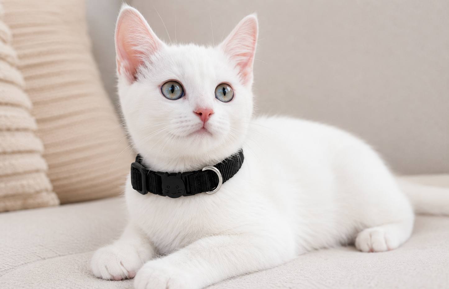 Collar de gato Negro