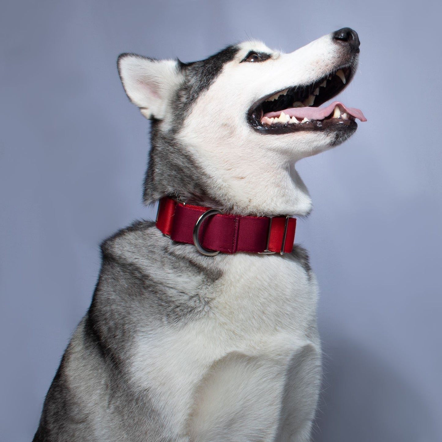 Collar martingale Granate