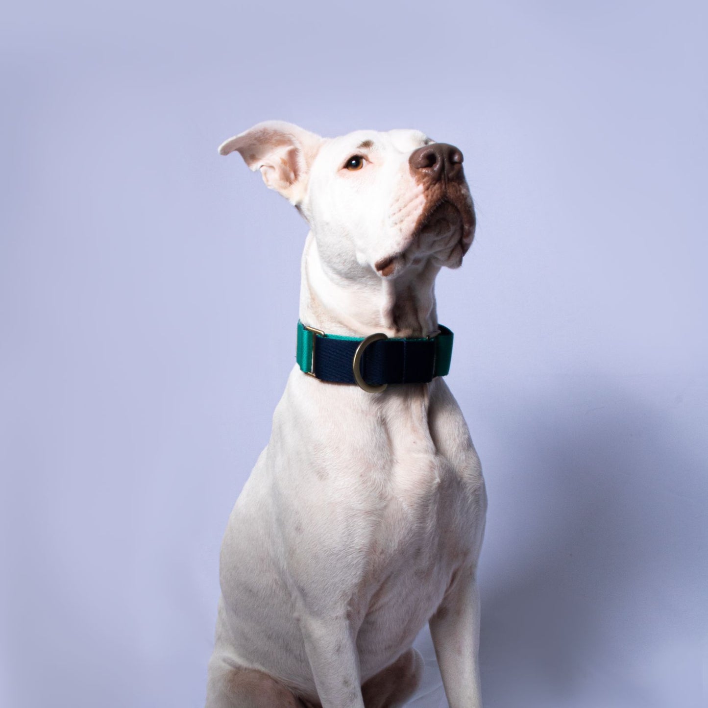 Collar martingale Navy