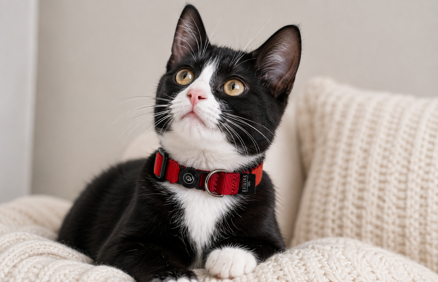 Collar de gato Granate