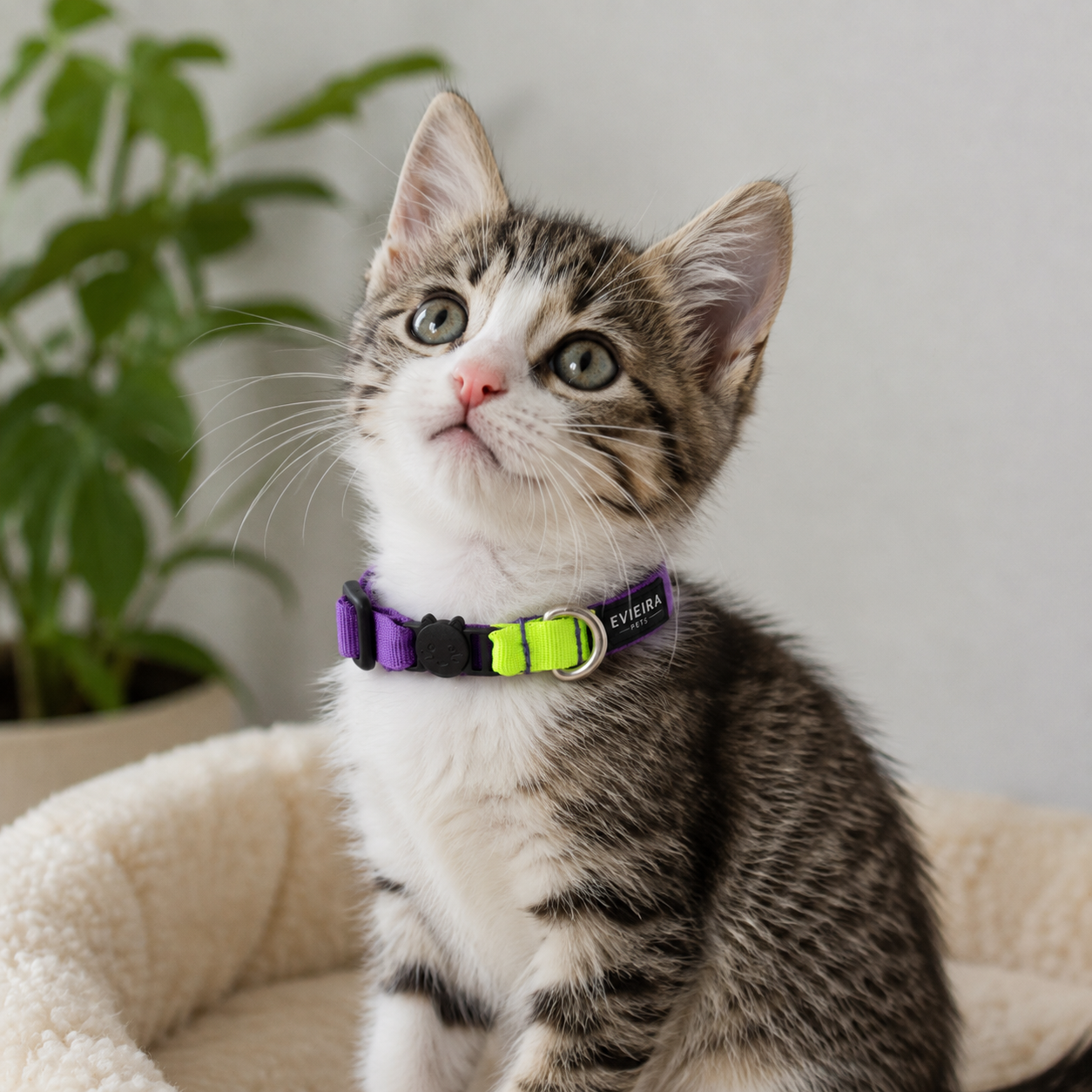 Collar de gato Vibrant