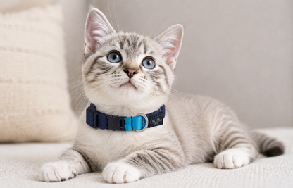 Collar de gato Ocean