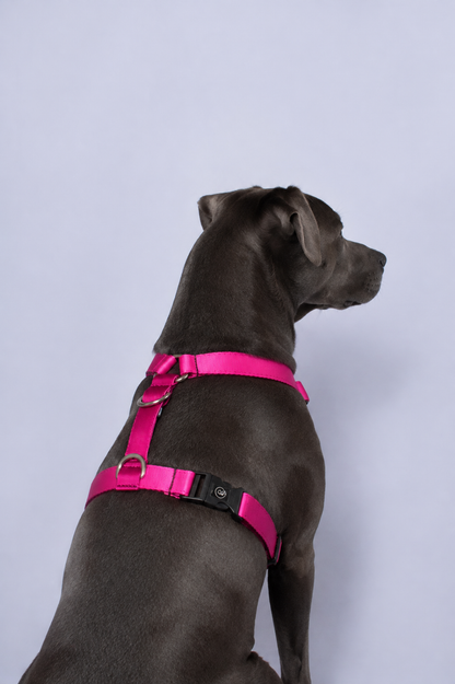 Arnés en H Fucsia + trailla GRATIS