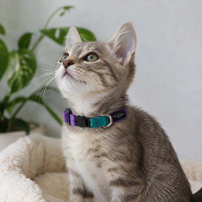 Collar de gato Magic