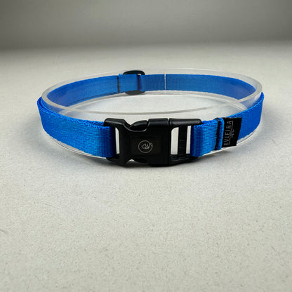 Collar de Identificación