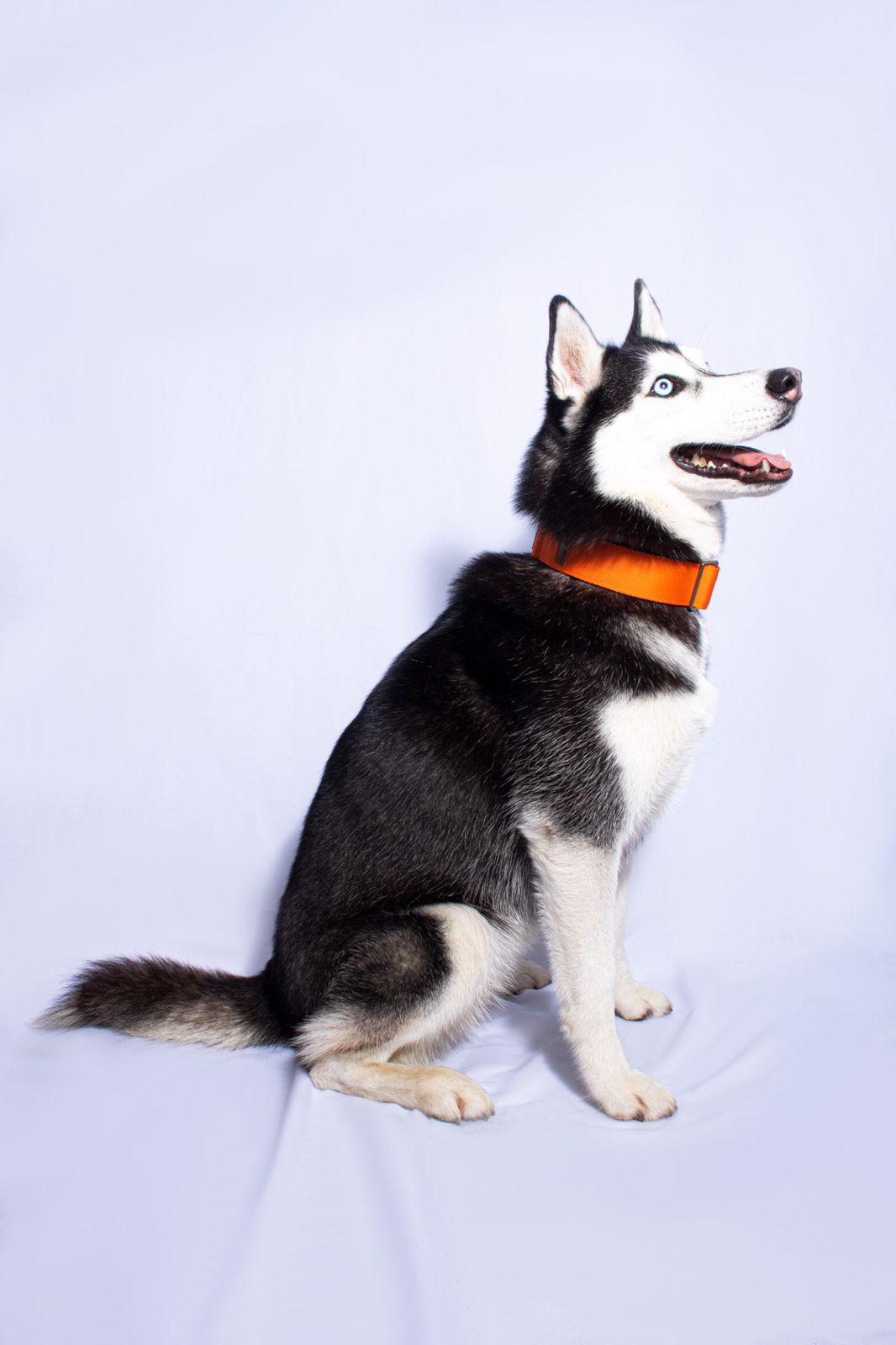 Collar martingale Complemento