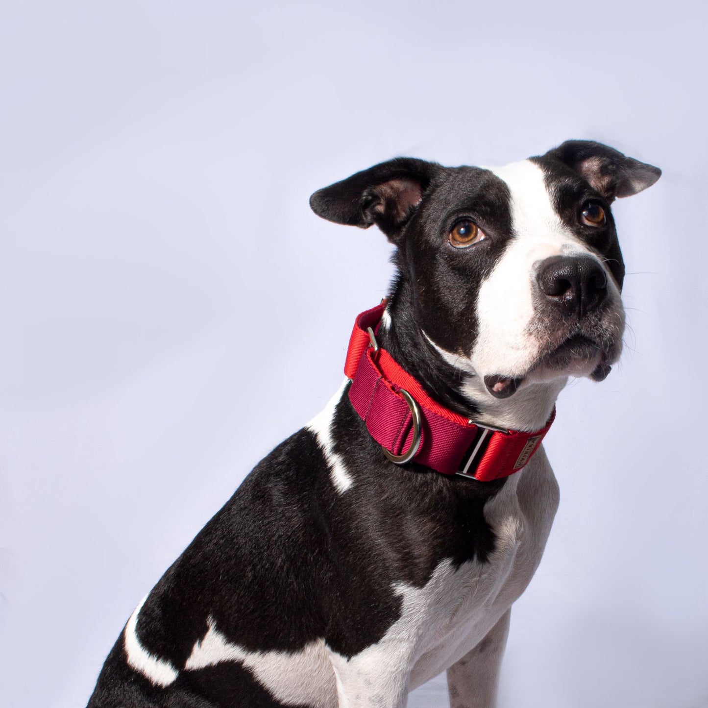Collar martingale Granate