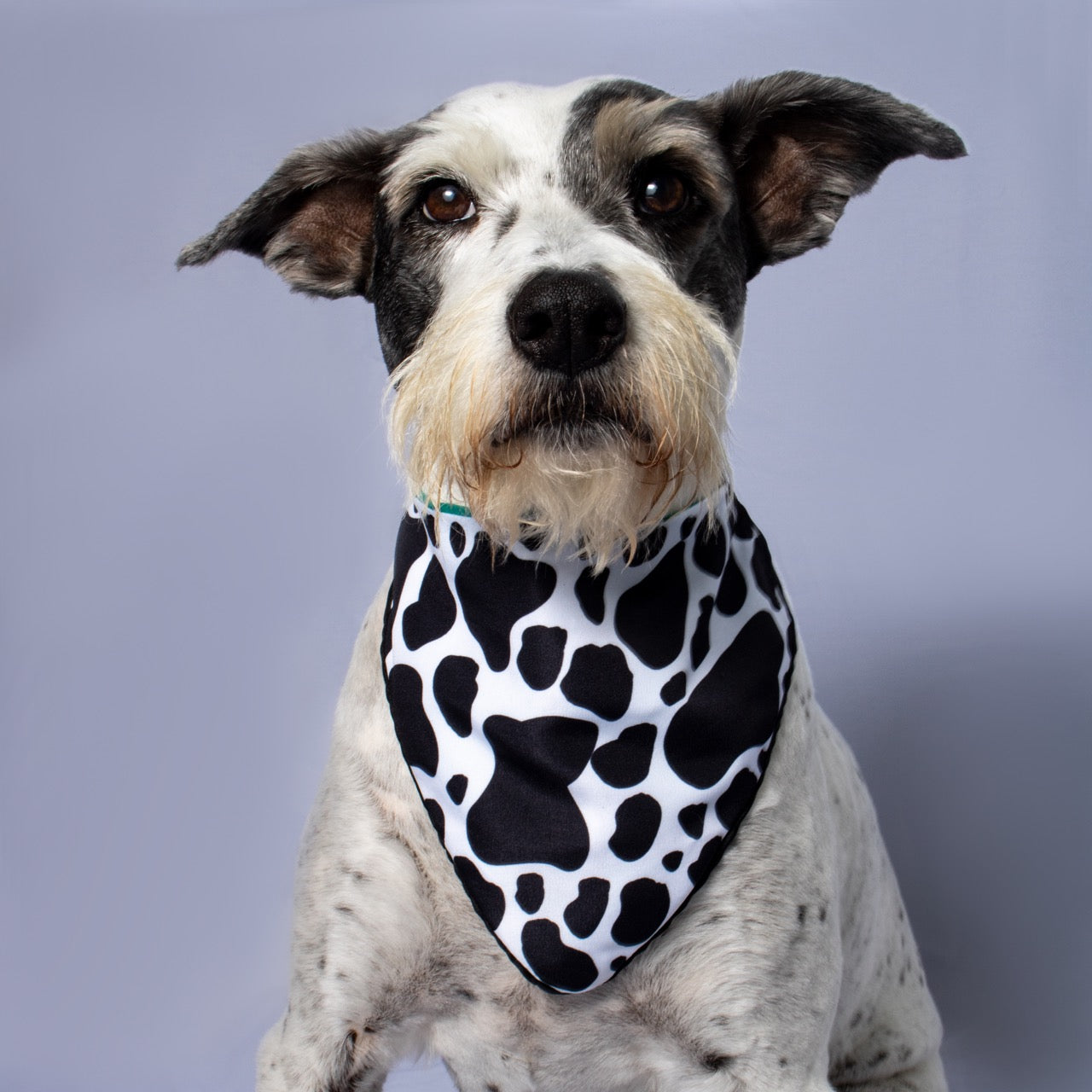 Bandana MUUU
