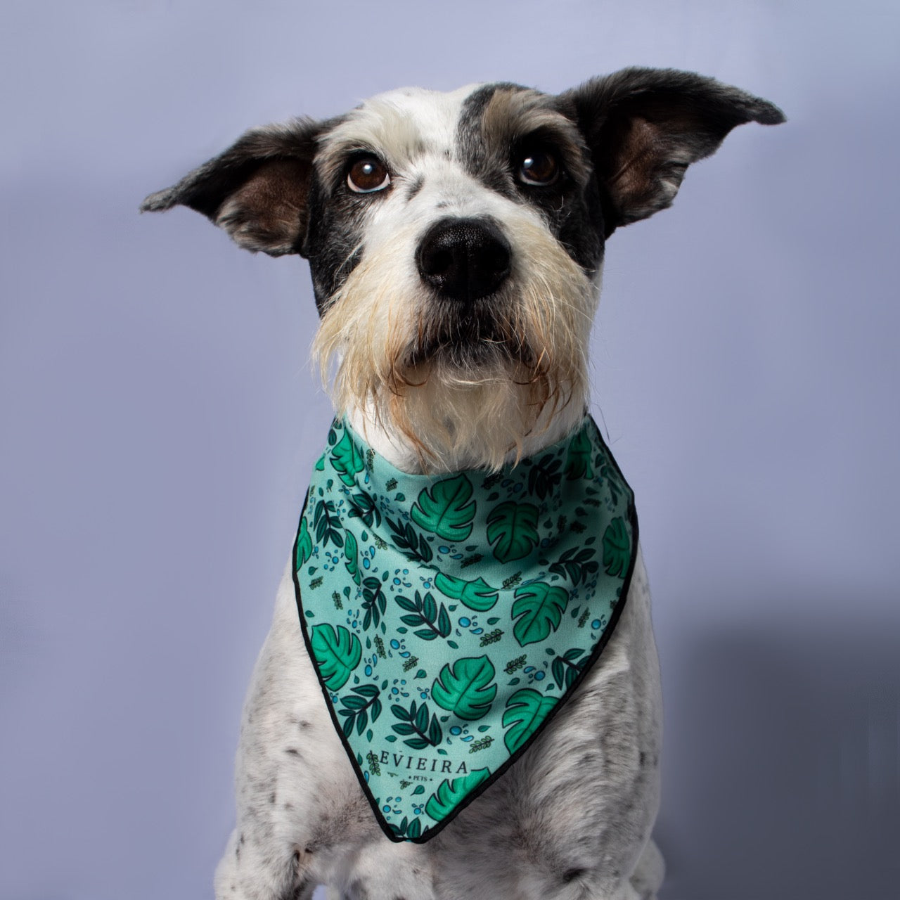 Bandana Dragon